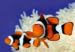 Satt Percula Clownfish  mynd og umönnun