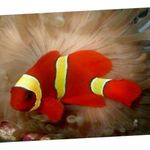 Yellowstripe Maroon Clownfish  mynd og umönnun