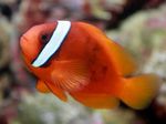 Tomaatti Clownfish kuva ja hoito