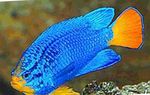 Blue Damselfish Marine Fish (Sea Water)  Photo