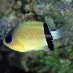 Photo Aquarium Fish Chromis, Yellow