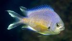 Photo Aquarium Fish Chromis, Gold