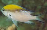 Photo Aquarium Fish Chromis, Motley