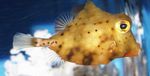 foto Pesci d'Acquario Boxfish Giallo (Tetrosomus gibbosus), Giallo