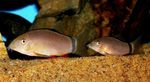 Skunk Loach Freshwater Fish  Photo