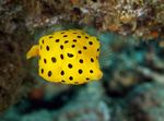 Cubicus Boxfish Photo and care