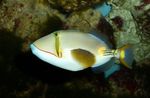 Bursa Triggerfish  mynd og umönnun