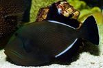 Hawaiian Črna Triggerfish fotografija in nega