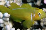Citron Clown Goby Photo and care