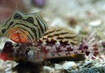 Scooter Blenny Marine Fish (Sea Water)  Photo