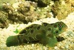 Maculato Pesce Mandarino Verde foto e la cura