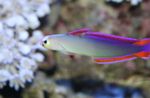 Photo Purple FireFish, Decorated Dartfish (Nemateleotris decora), Motley