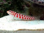 Red-Spotted Sandperch Marine Fish (Sea Water)  Photo