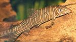 foto Pesci d'Acquario Zebra Loach (Botia superciliaris, Botia striata), Strisce