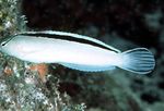 Smiths fang blenny, White Blenny Marine Fish (Sea Water)  Photo
