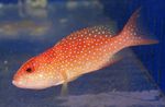 Photo Aquarium Fish Red Louti Grouper (Variola louti), Red