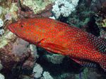 Групер Червоний Кораловий (Групер Плямистий)  Фото і догляд