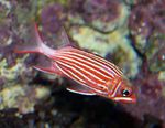 Crown squirrelfish Photo and care