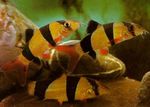 Clown loach Freshwater Fish  Photo
