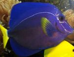 Purple Tang Marine Fish (Sea Water)  Photo