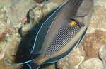 Sohal Tang Marine Fish (Sea Water)  Photo