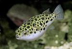 Photo Spotted Green Puffer Fish (Tetraodon fluviatilis), Spotted