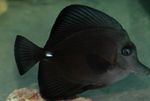 Black Tang Marine Fish (Sea Water)  Photo