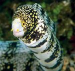 Snowflake Eel  Photo and care
