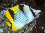 Falcula Butterflyfish  Photo and care