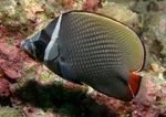 Pakistan Butterflyfish  Photo and care