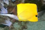 Gulur Longnose Butterflyfish  mynd og umönnun
