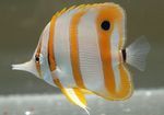 Copperband Butterflyfish  Photo and care