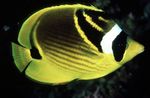 Raccoon Butterflyfish  Photo and care