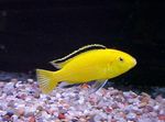 Photo Aquarium Fish Electric Yellow Cichlid (Labidochromis caeruleus), Yellow