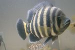 Buttikoferi Cichlid Freshwater Fish  Photo