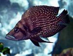 Photo Aquarium Fish Calvus Cichlid (Altolamprologus calvus), Spotted