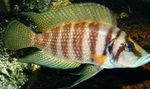 Photo Aquarium Fish Calvus Cichlid (Altolamprologus calvus), Striped