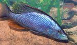 Photo Aquarium Fish Compressiceps Cichlid, Malawi Eye-Biter (Dimidiochromis compressiceps), Gold