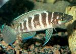 Photo Aquarium Fish Cylindricus Cichlid (Neolamprologus cylindricus), Striped
