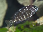 Duboisi Cichlid Freshwater Fish  Photo