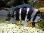 Photo Aquarium Fish Frontosa Cichlid (Cyphotilapia frontosa), Striped