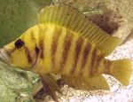 Gold Head Compressicep Cichlid Freshwater Fish  Photo