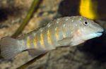 Jeweled Goby Cichlid Freshwater Fish  Photo