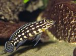 Marlieri Cichlid Freshwater Fish  Photo