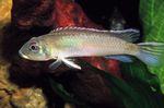 Photo Aquarium Fish Nanochromis Cichlid (Nannochromis), Silver