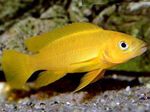Lemon Cichlid, Orange Leleupi Cichlid Freshwater Fish  Photo