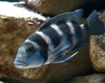 Photo Aquarium Fish Tretocephalus Cichlid (Lamprologus tretocephalus), Striped