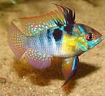 Photo Aquarium Fish Ram (Papiliochromis ramirezi), Motley
