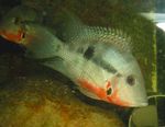 Photo Aquarium Fish Firemouth Cichlid (Thorichthys meeki, Cichlasoma meeki), Motley