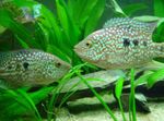 Green Texas Cichlid  Photo and care